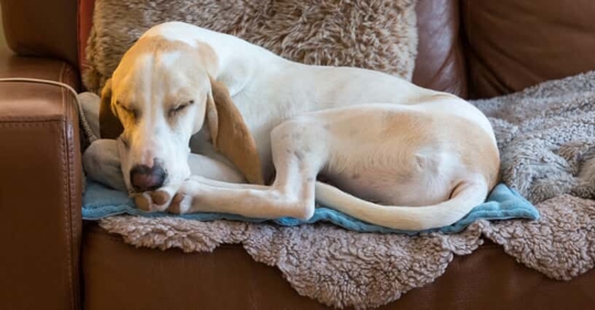 Dog napping on a heated blanket.