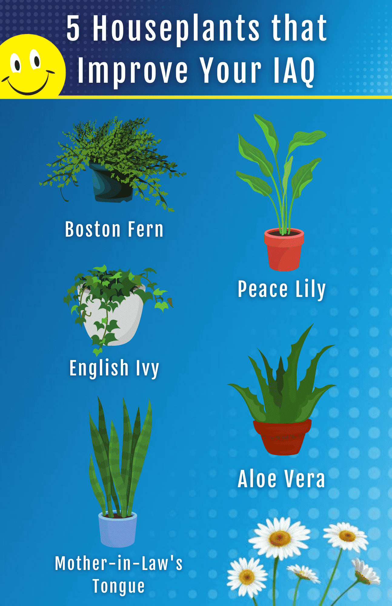 5 Household Plants That Improve Your Indoor Air Quality Infographic
